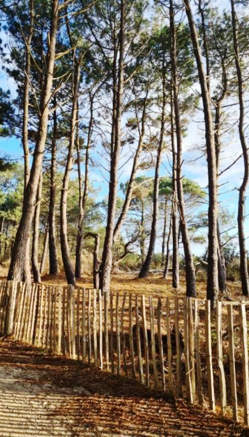 Mesures drastiques prises concernant la lutte du nmatode du pin avec l'abattage de 61 hectares de rsineux avant ce 31 dcembre dans les Landes.